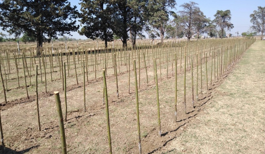 VIAMONTE: 20.000 ejemplares de Sauce ya están en el Vivero Forestal Municipal