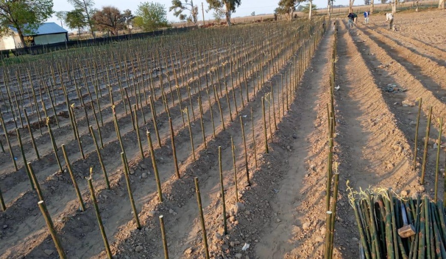 VIAMONTE: 20.000 ejemplares de Sauce ya están en el Vivero Forestal Municipal