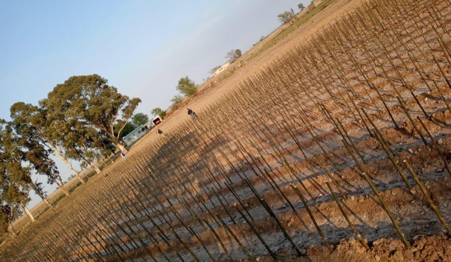 VIAMONTE: 20.000 ejemplares de Sauce ya están en el Vivero Forestal Municipal
