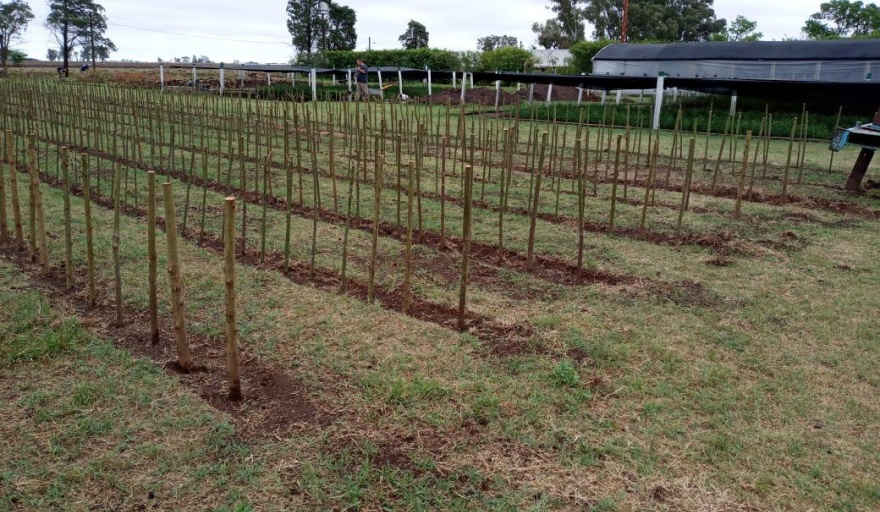 VIAMONTE: 20.000 ejemplares de Sauce ya están en el Vivero Forestal Municipal
