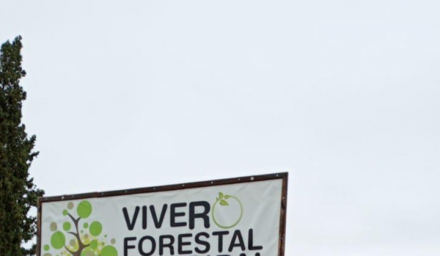 VIAMONTE: 20.000 ejemplares de Sauce ya están en el Vivero Forestal Municipal