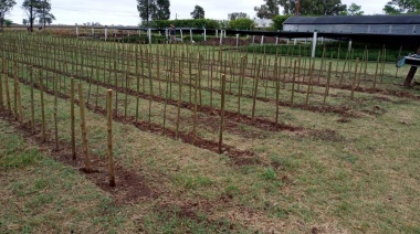 VIAMONTE: 20.000 ejemplares de Sauce ya están en el Vivero Forestal Municipal