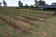 VIAMONTE: 20.000 ejemplares de Sauce ya están en el Vivero Forestal Municipal
