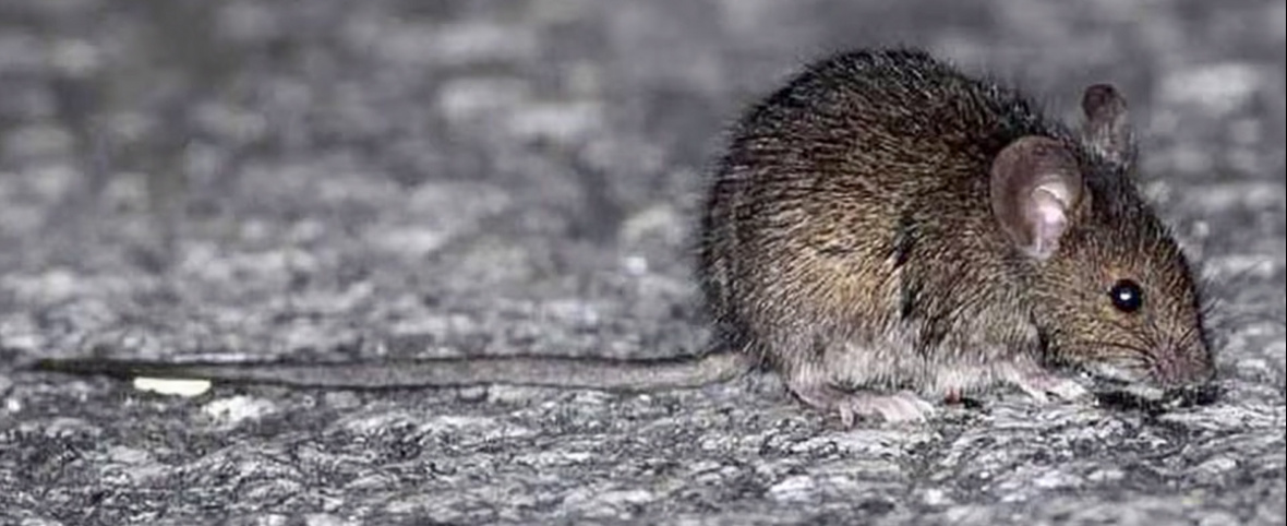 CONFIRMAN UNA MUERTE POR LEPTOSPIROSIS EN BELL VILLE