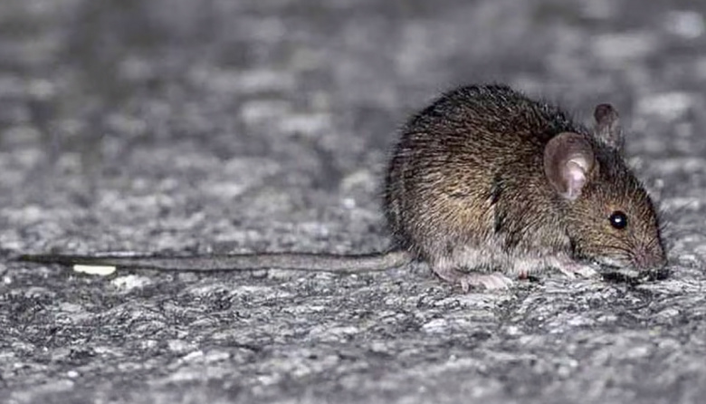 CONFIRMAN UNA MUERTE POR LEPTOSPIROSIS EN BELL VILLE