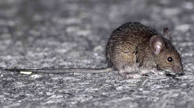 CONFIRMAN UNA MUERTE POR LEPTOSPIROSIS EN BELL VILLE