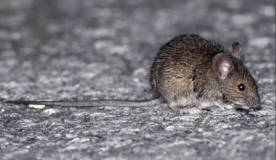 CONFIRMAN UNA MUERTE POR LEPTOSPIROSIS EN BELL VILLE